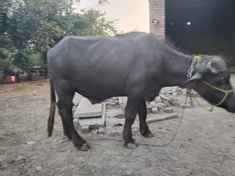 Katta 1