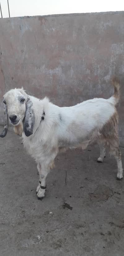 rajan pori bakra