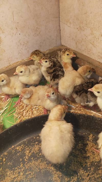 Turkey Chicks
