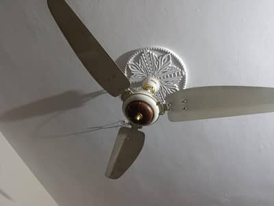 royall fan