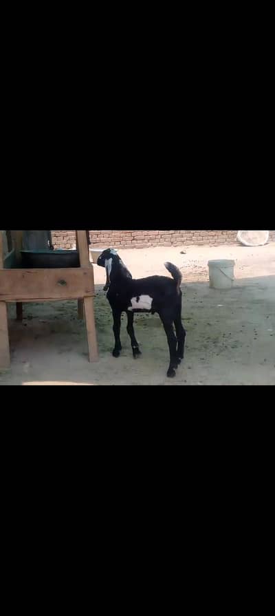 Goat baby
