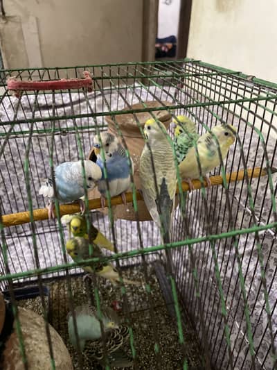 Australia parrot adult pairs for sale