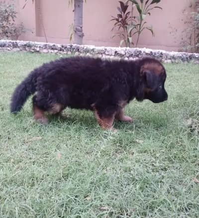 German Shepherd Puppy Available for sale