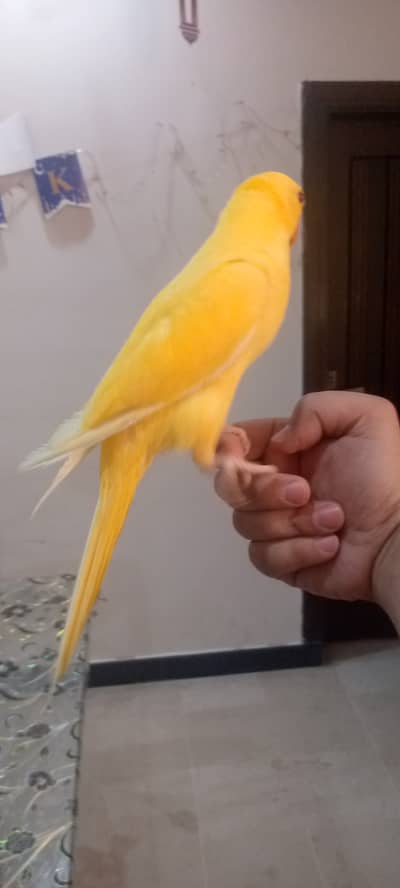 Tame Yellow ringneck & Olive Ringneck