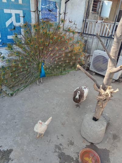 Male Green Shoulder Peacock Mor