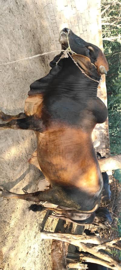 sahiwal nasal