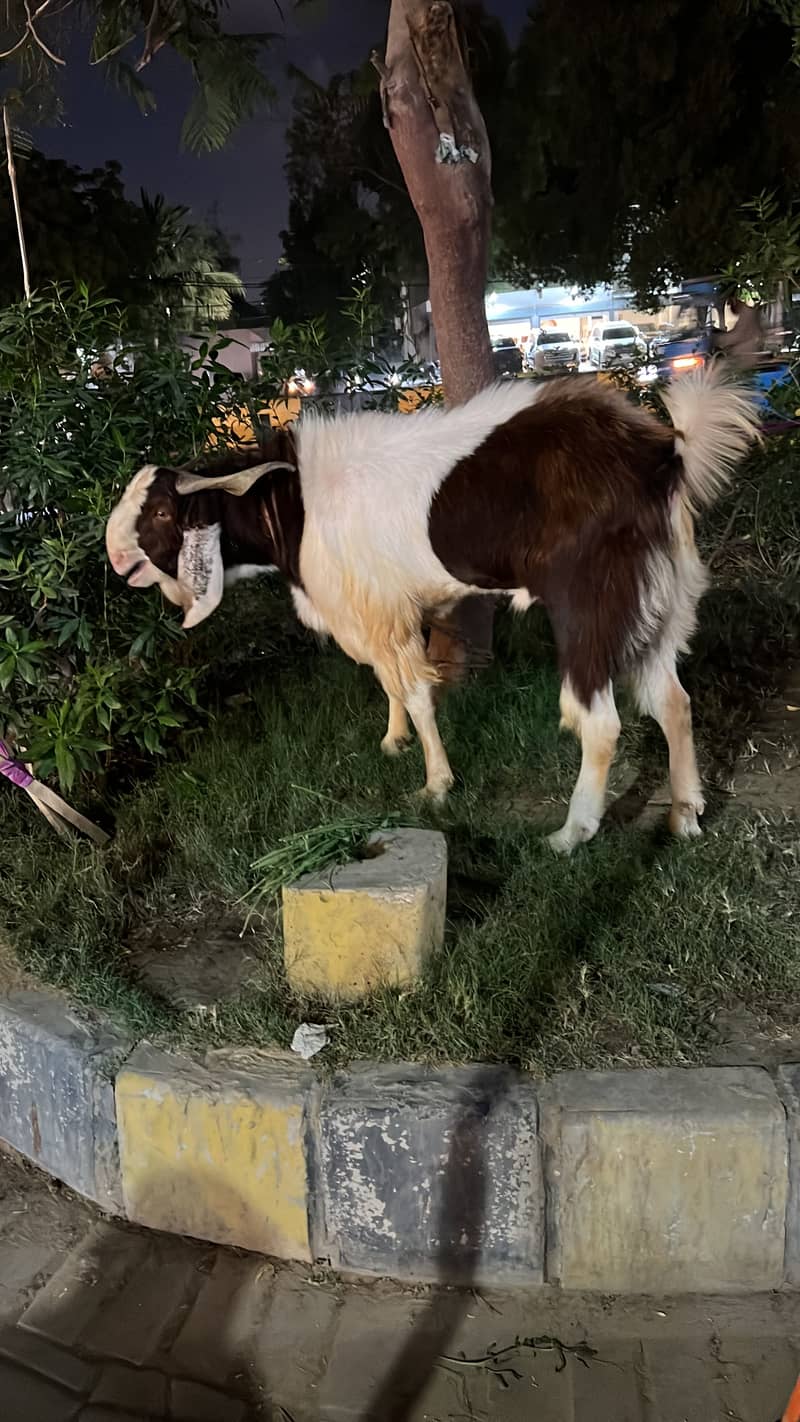 bakra 0