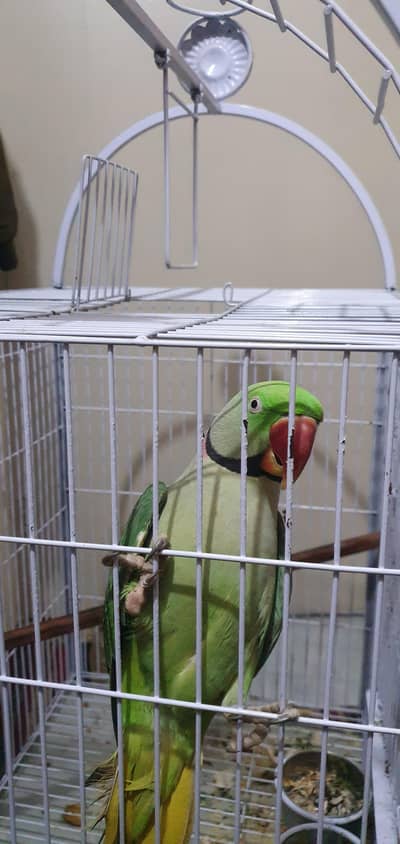 raw parrot sale