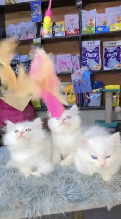 Persian cats My WhatsApp 03055516739 // &@$#+@$#$@