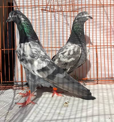 farozpuri bredr pair