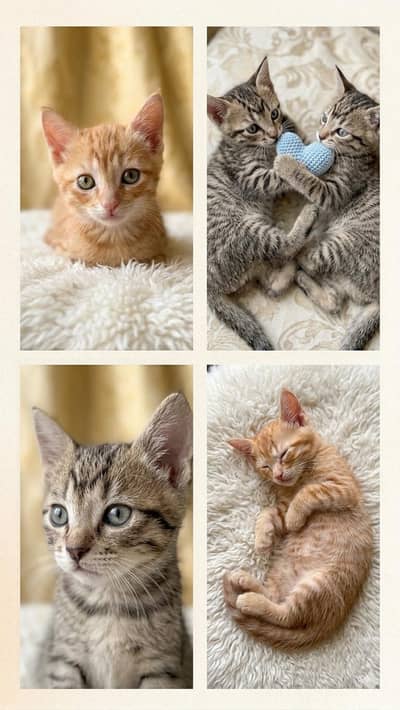 kittens(adoption)
