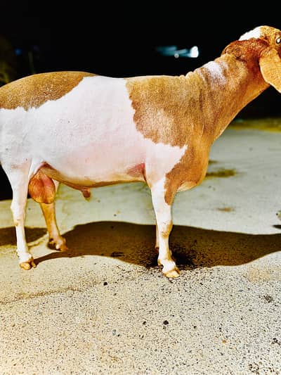 Turkey Dumba for sale