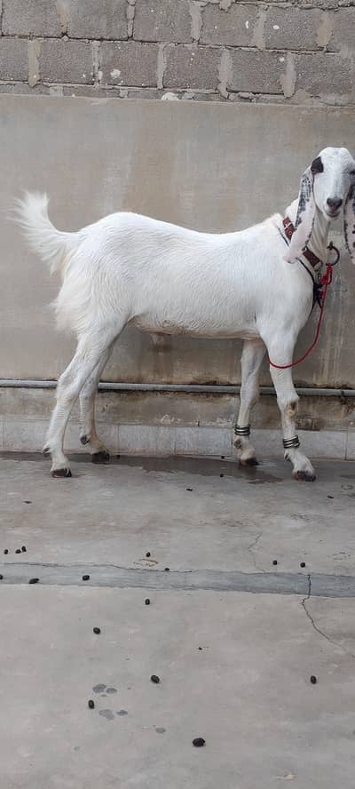 munda Bakra for sale