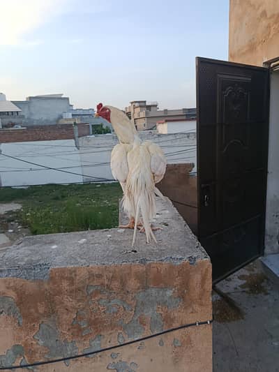 aseel heera breed