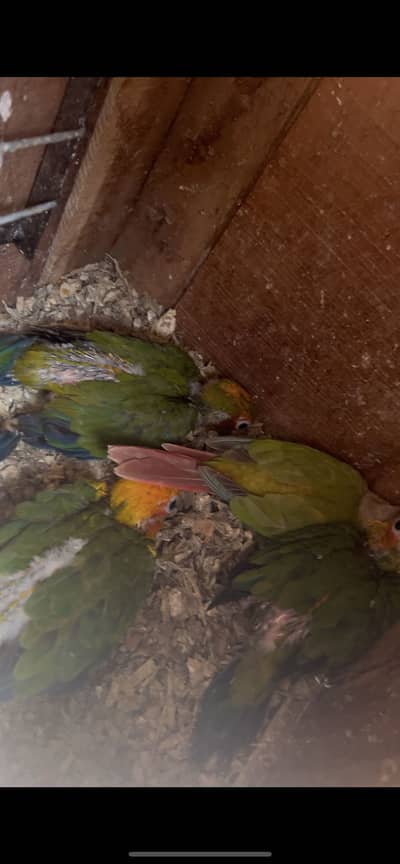 Sun conure
