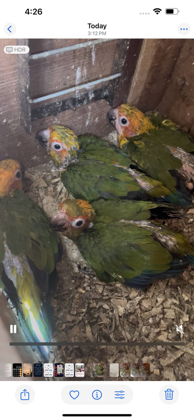 Sun conure 4 baby’s 0