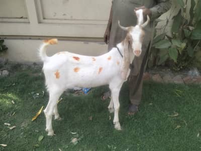 Desi goats home grown