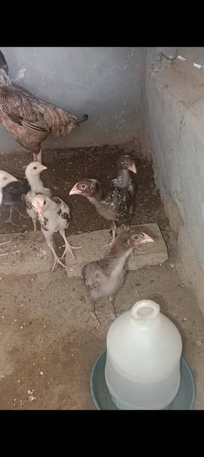 Hen and chick