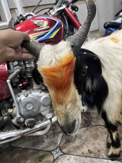 Kurbani k liye khobsurat bakra