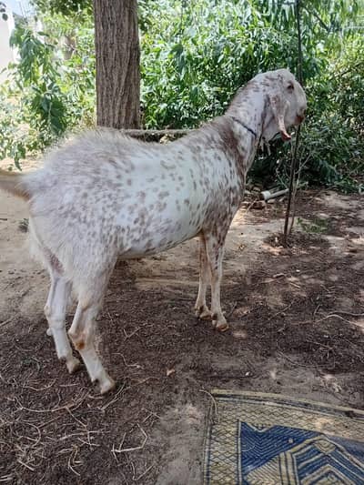 2 Healthy & Active goats for sale qurbani ke janwar