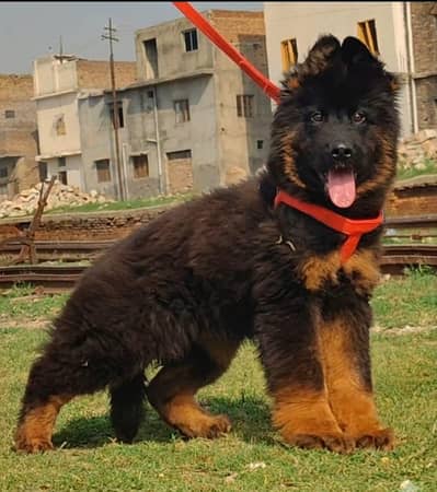 proper long coat heavy bones structure black marks show quality impor