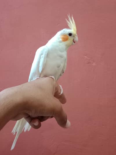 cocktail parrot
