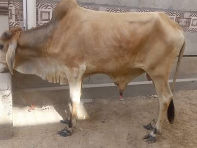 2 dant bachra khubsurat