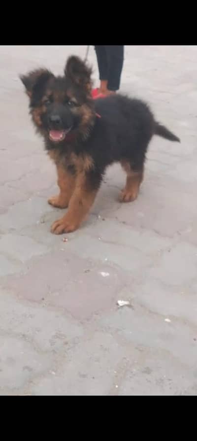 German shepherd male puppy