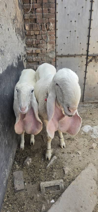 male and female for sale