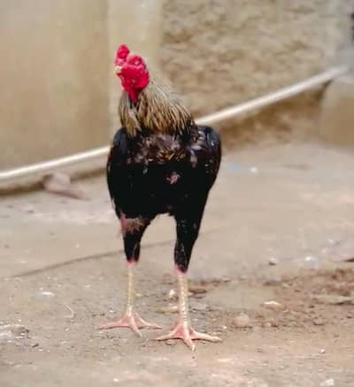 pure mianwali long height aseel for sale white ankh white nok nali
