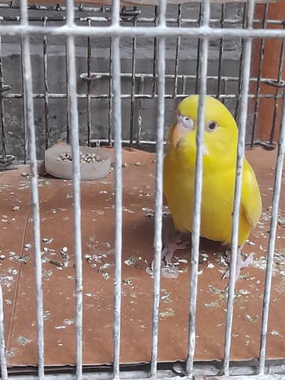 parrot red eye