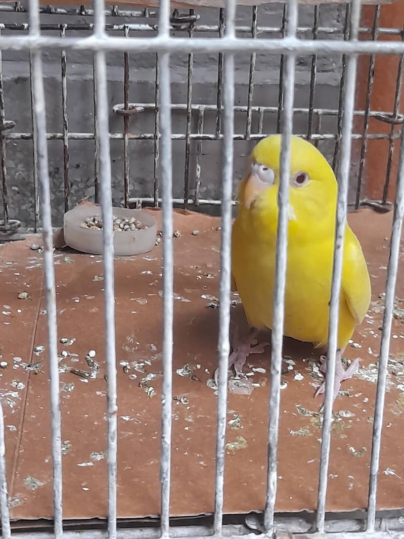 parrot red eye 0