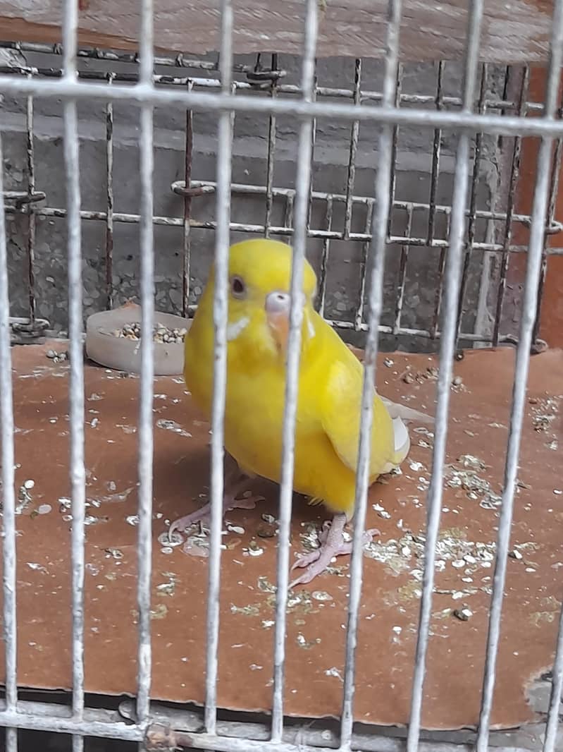 parrot red eye 1