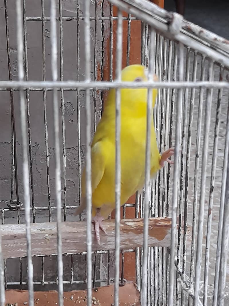 parrot red eye 2