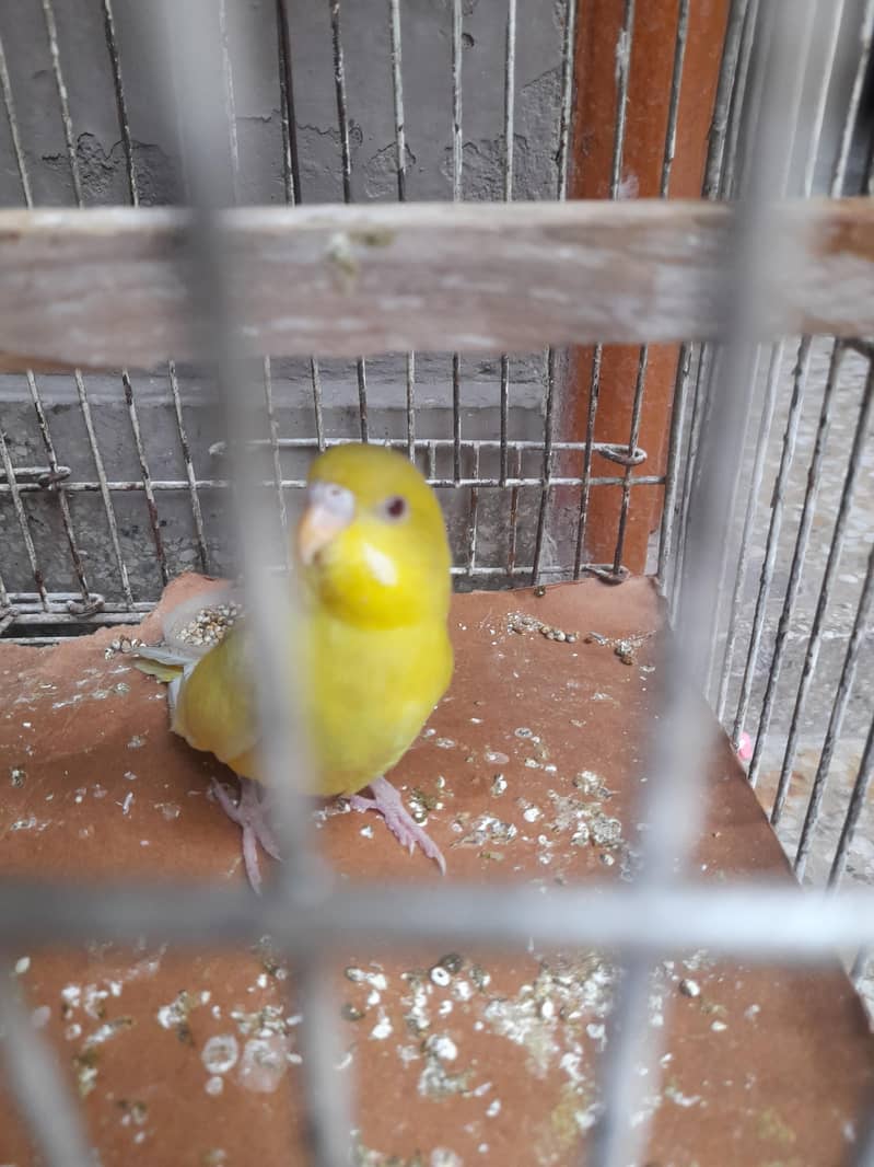 parrot red eye 3