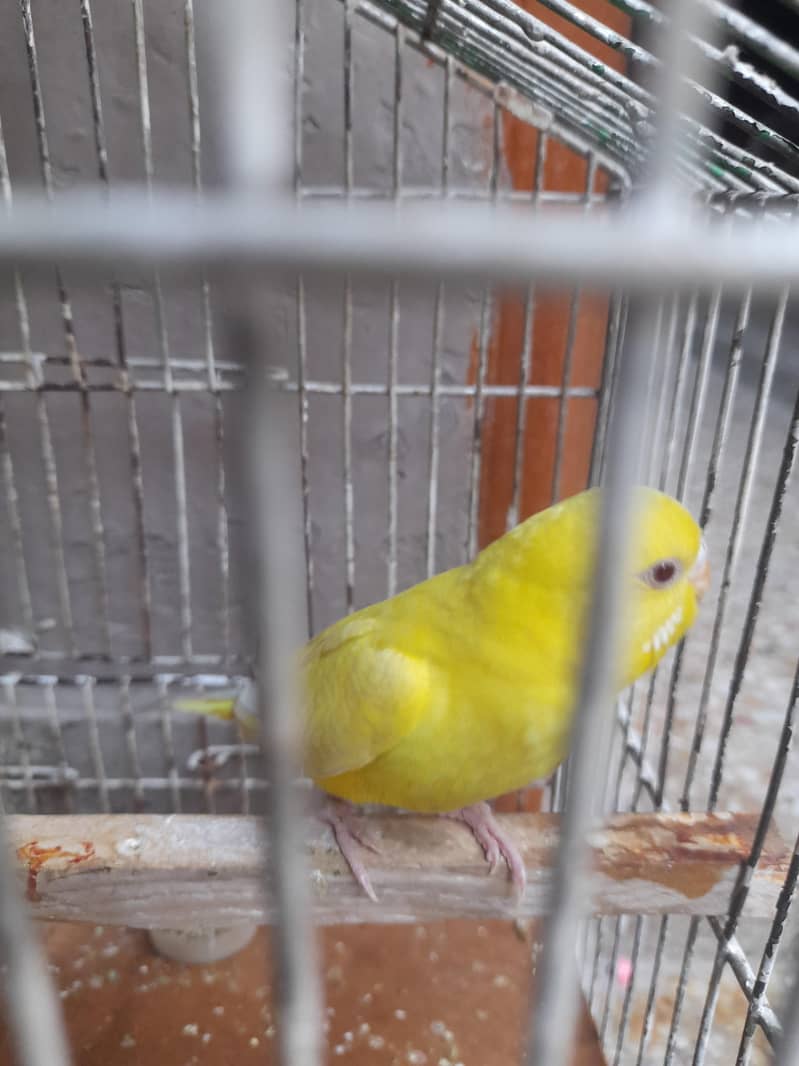 parrot red eye 4