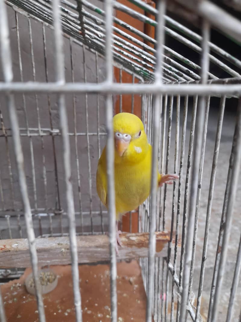 parrot red eye 5