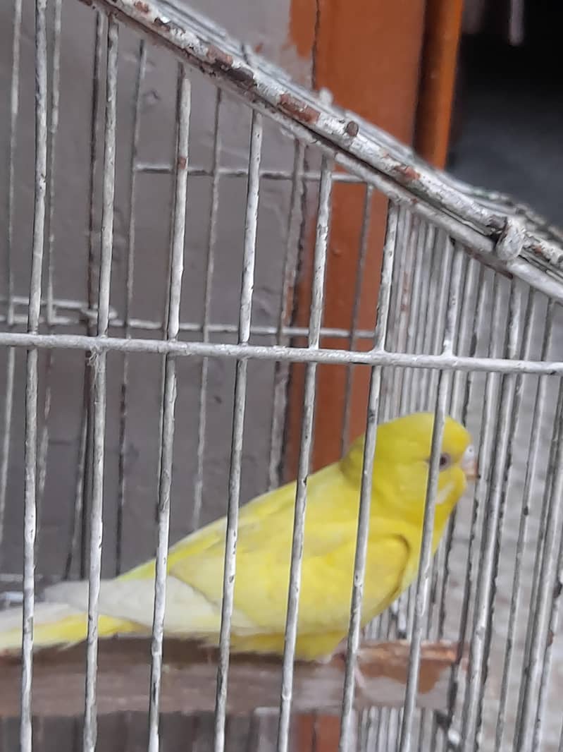 parrot red eye 6