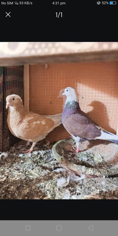 brown dobaz sharzi madi breeder pair