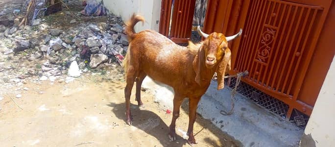 Bakra Tayar he