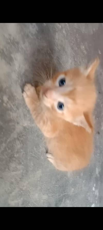 Persian cat for sale