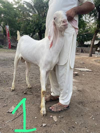 bakra / rajanpuri bakra / Gulabi rajanpuri Bakry /Qurbani 2026 /2 dant