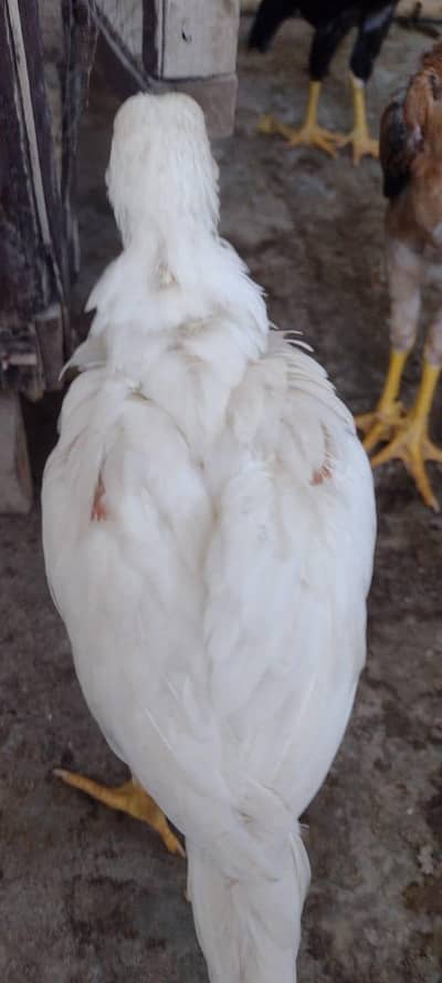 pure aseel chicks available