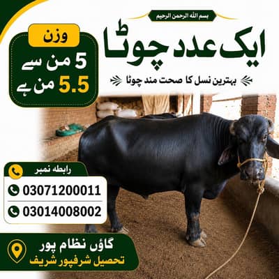 Katta For Sale