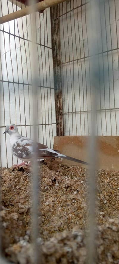 diamond pied pair or rate ka mail female white Tel common dove
