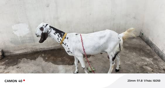 goats bakri