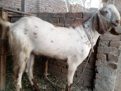 Bakra Eid 2026