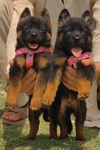 German Shepherd double coat pair 2month for sale