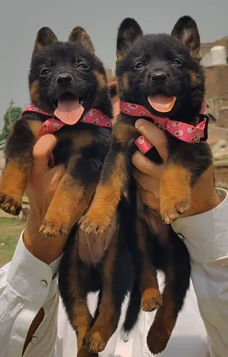 German Shepherd double coat pair 2month for sale — photo 2