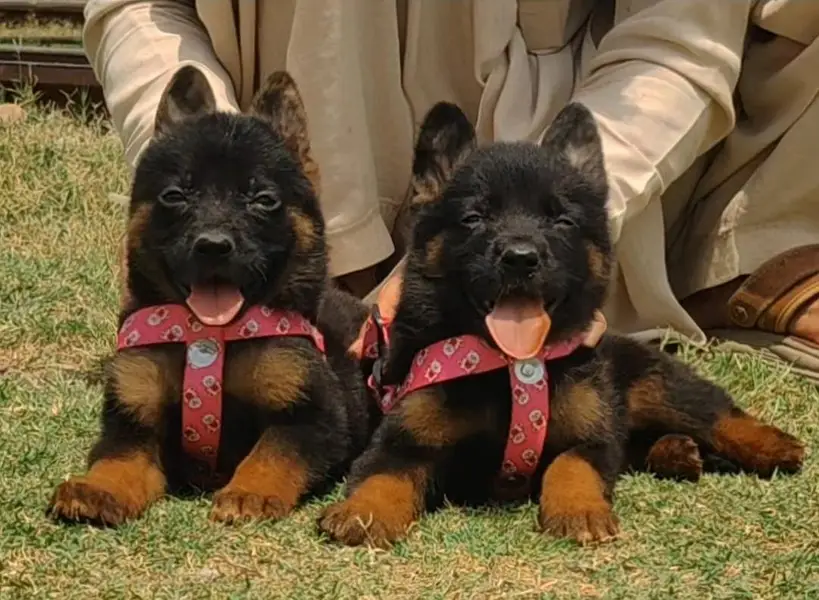 German Shepherd double coat pair 2month for sale — photo 3